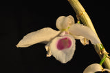 Dendrobium anosmum – Very Fragrant! - Orchid Design