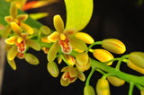 Cymbidium Pee Wee 'Herman' – Fragrant - Orchid Design