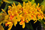 Cymbidium Pee Wee 'Herman' – Fragrant - Orchid Design
