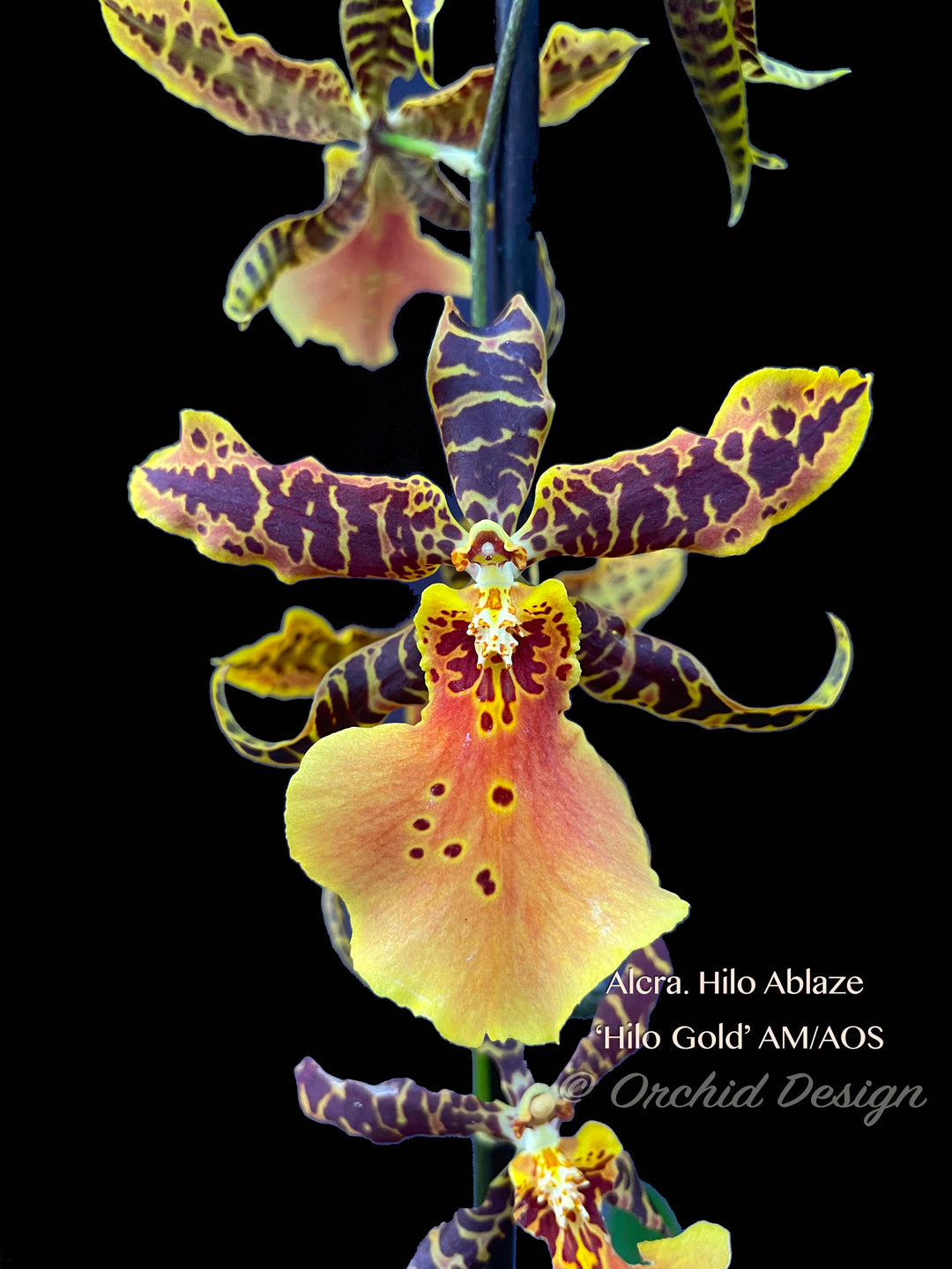 Oncidium – Tagged 