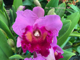 Cattleya Blc. Amy Wakasugi – FRAGRANT!