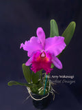 Cattleya Blc. Amy Wakasugi – FRAGRANT!