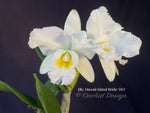 Blc. Hawaii Island Bride '#83' Fragrant, White