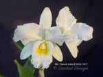 Blc. Hawaii Island Bride '#83' Fragrant, White