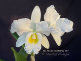 Blc. Hawaii Island Bride '#83' Fragrant, White