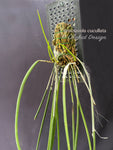 Brassavola cucullata – Large blooming size, Species, Fragrant! - Orchid Design