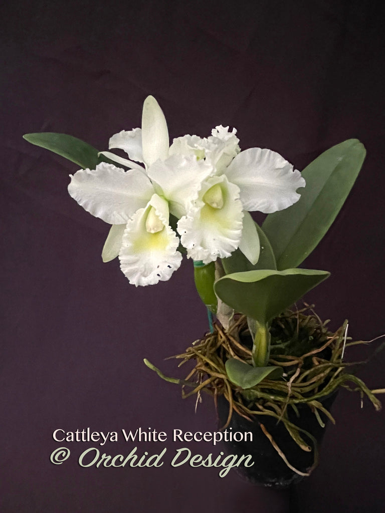Cattleya White Reception – Orchid Design