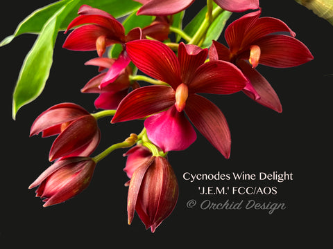 Cycnodes Wine Delight 'J.E.M.' FCC/AOS Varigated Fragrant!