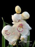 Cymbidium Barrita Brilliance 'Mother's Purity', floriferous, fragrant