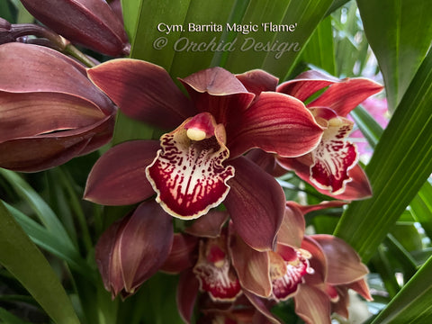 Cymbidium Barrita Magic 'Flame' – Red Floriferous