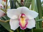 Cymbidium Barrita Peace ‘Early Winter' White with red spotted lip