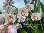 Cymbidium Barrita Peace ‘Early Winter' White with red spotted lip
