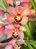 Cymbidium Barrita Quash 'Jessie' – Floriferous - Orchid Design