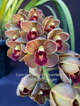 Cymbidium Doctor Len 'Geyserland' – Pendulous, prolific bloomer!