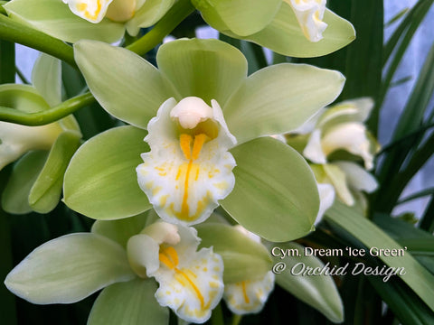 Cymbidium Dream ‘Ice Green’, Good bloomer!