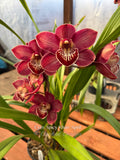 Cymbidium Spicy Khan 'April' Nice Red, Winter bloom - Orchid Design