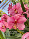 Cymbidium Barrita Sanguine ‘Pink Joy’ - Orchid Design