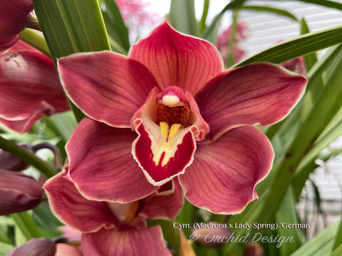 Cymbidium (Madrona x Lady Spring) 'German' – Lovely Red! - Orchid Design