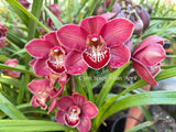 Cymbidium Spicy Khan 'April' Nice Red, Winter bloom - Orchid Design