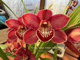 Cymbidium Spicy Khan 'April' Nice Red, Winter bloom - Orchid Design
