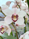 Cymbidium (Platinum Blond x Kulnura Star) ‘Upright' - Orchid Design
