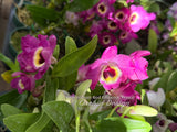 Dendrobium Red Emperor 'Prince'
