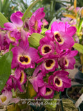 Dendrobium Red Emperor 'Prince'