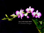 Dendrobium Enobi Purple 'Splash' AM/AOS - Orchid Design