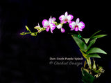 Dendrobium Enobi Purple 'Splash' AM/AOS - Orchid Design