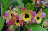 Dendrobium Oriental Smile 'Butterfly' BM/JOGA - Orchid Design