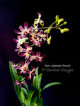 Dendrobium Quintals Punch