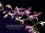 Dendrobium Quintals Punch