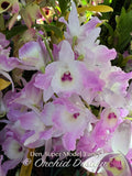 Dendrobium Super Model 'Fancy' – Floriferous, Fragrant