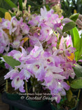 Dendrobium Super Model 'Fancy' – Floriferous, Fragrant