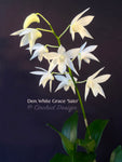Dendrobium White Grace 'Sato' – FRAGRANT May blooming!