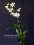 Dendrobium White Grace 'Sato' – FRAGRANT May blooming!