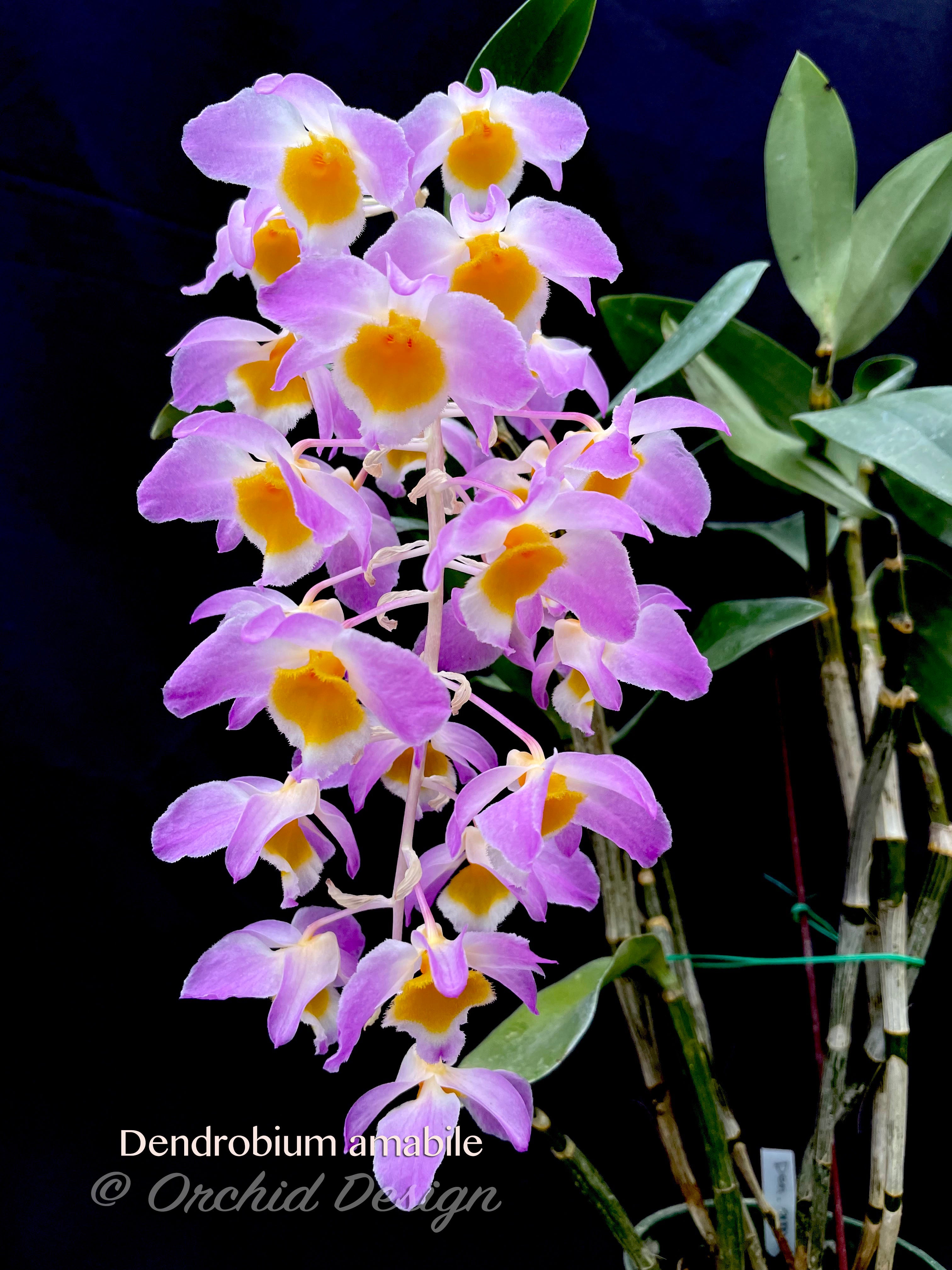 ORCHID SPECIES CULTURE. DENDROBIUM | Margaret L. Baker