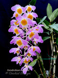 Dendrobium amabile – Species - Orchid Design