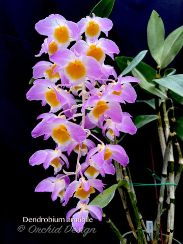 Dendrobium amabile – Species - Orchid Design
