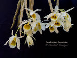 Dendrobium bensoniae – Rare Species, Fragrant