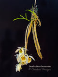 Dendrobium bensoniae – Rare Species, Fragrant
