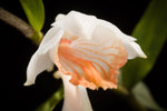 Dendrobium longicornu (hirsutum) – Species