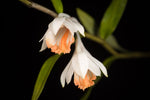 Dendrobium longicornu (hirsutum) – Species