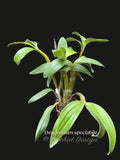 Dendrobium spectabile Fragrant, spectacular