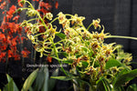 Dendrobium spectabile Fragrant, spectacular