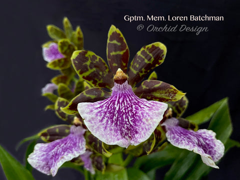 Galeopetalum (Zygo.) Memoria Loren Batchman – Huge Plant,  Fragrant!