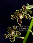 Grammatophyllum scriptum var. Leopard – Specimen, Fragrant, Spring Bloomer!