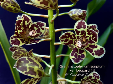 Grammatophyllum scriptum var. Leopard 4N – Specimen, Fragrant, Spring Bloomer!