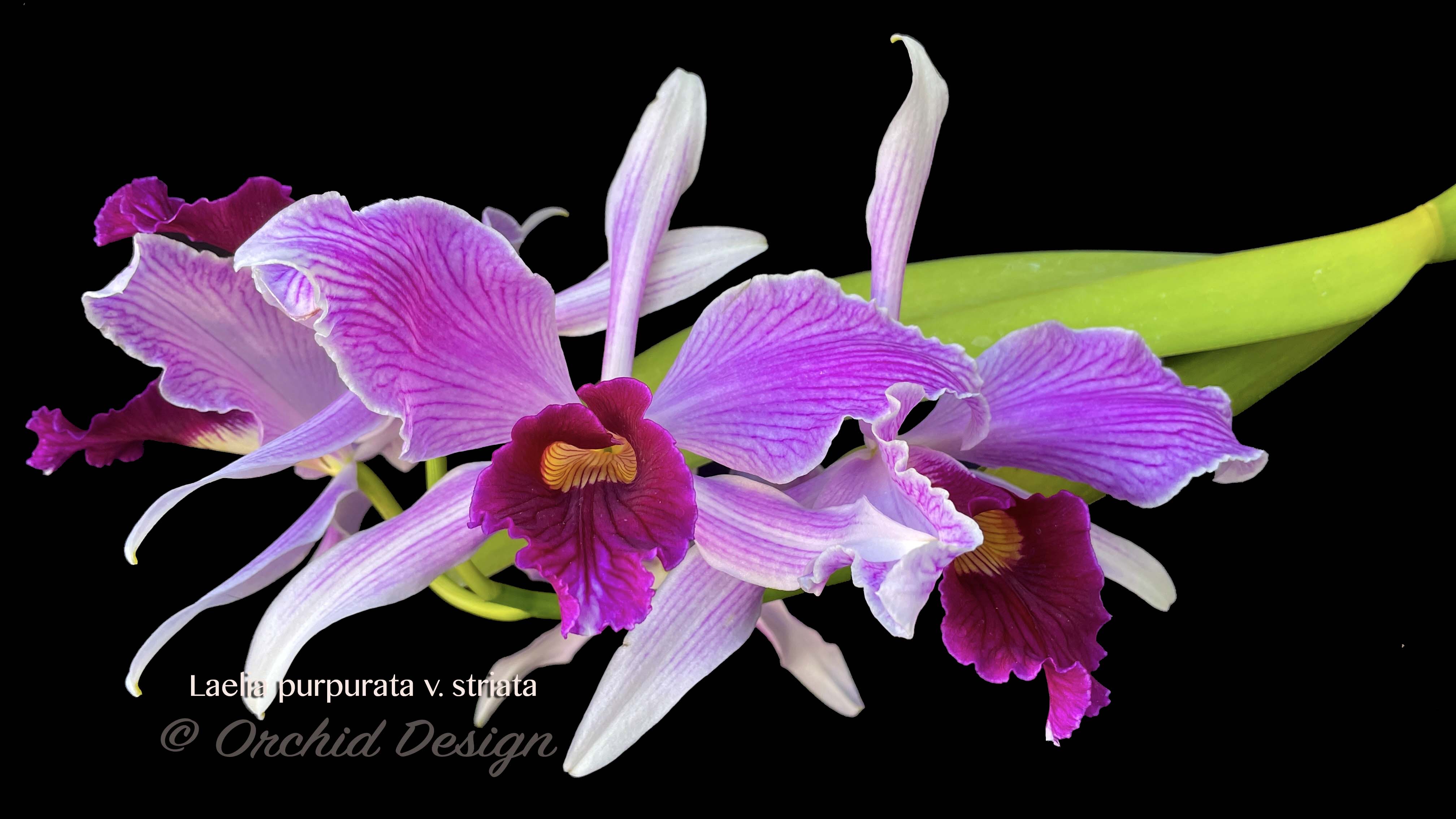 Cattleya (Laelia) purpurata var. striata – Fragrant – Orchid