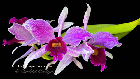 Cattleya (Laelia) purpurata var. striata – Fragrant